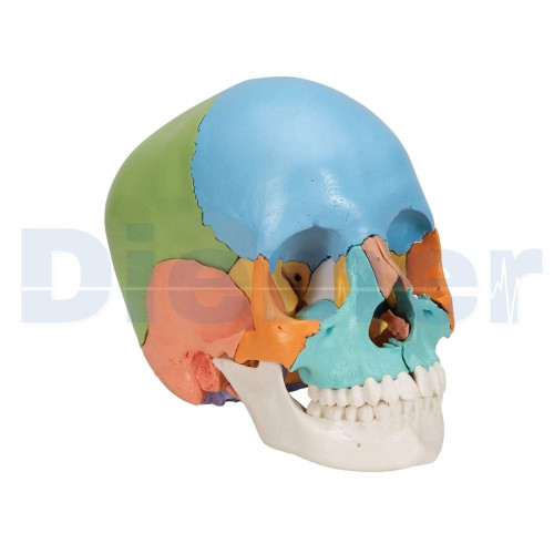 Anatomical Skull 22 Parts